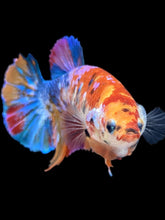 Load image into Gallery viewer, Female Halfmoon Plakat - Multicolor #2160 - Live Betta Fish
