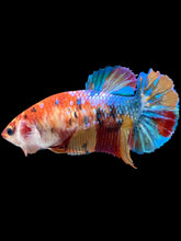 Load image into Gallery viewer, Female Halfmoon Plakat - Multicolor #2160 - Live Betta Fish
