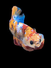 Load image into Gallery viewer, Female Halfmoon Plakat - Multicolor #2161 - Live Betta Fish
