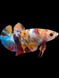 Female Halfmoon Plakat - Multicolor #2161 - Live Betta Fish