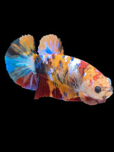 Load image into Gallery viewer, Female Halfmoon Plakat - Multicolor #2161 - Live Betta Fish
