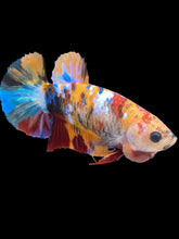 Load image into Gallery viewer, Female Halfmoon Plakat - Multicolor #2161 - Live Betta Fish
