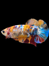 Load image into Gallery viewer, Female Halfmoon Plakat - Multicolor #2161 - Live Betta Fish

