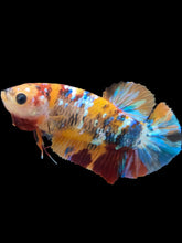 Load image into Gallery viewer, Female Halfmoon Plakat - Multicolor #2161 - Live Betta Fish
