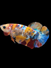 Load image into Gallery viewer, Female Halfmoon Plakat - Multicolor #2161 - Live Betta Fish
