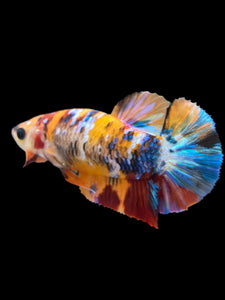 Female Halfmoon Plakat - Multicolor #2161 - Live Betta Fish