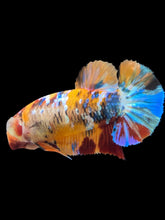 Load image into Gallery viewer, Female Halfmoon Plakat - Multicolor #2161 - Live Betta Fish
