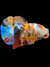 Load image into Gallery viewer, Female Halfmoon Plakat - Multicolor #2161 - Live Betta Fish
