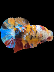 Female Halfmoon Plakat - Multicolor #2161 - Live Betta Fish