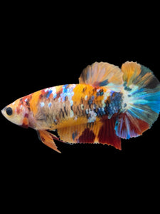 Female Halfmoon Plakat - Multicolor #2161 - Live Betta Fish
