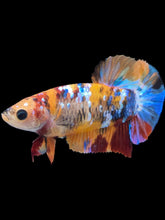 Load image into Gallery viewer, Female Halfmoon Plakat - Multicolor #2161 - Live Betta Fish
