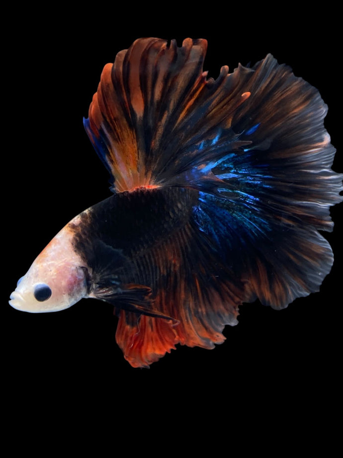 Male Halfmoon - Monkey Face #2162 - Live Betta Fish