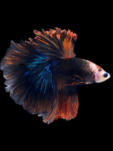 Male Halfmoon - Monkey Face #2162 - Live Betta Fish