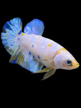 Load image into Gallery viewer, Female Halfmoon Plakat - Candy #2163 - Live Betta Fish
