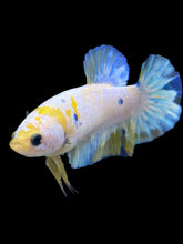 Load image into Gallery viewer, Female Halfmoon Plakat - Candy #2163 - Live Betta Fish
