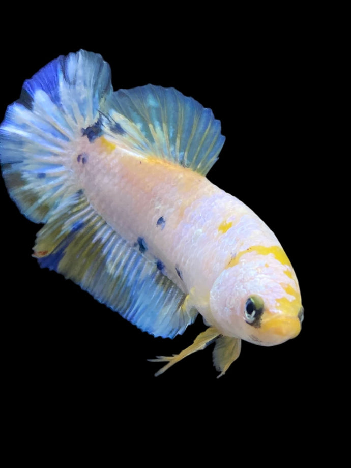 Female Halfmoon Plakat - Candy #2163 - Live Betta Fish