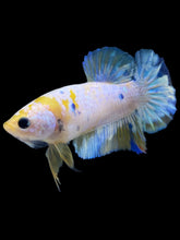 Load image into Gallery viewer, Female Halfmoon Plakat - Candy #2163 - Live Betta Fish
