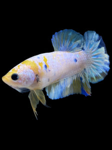 Female Halfmoon Plakat - Candy #2163 - Live Betta Fish