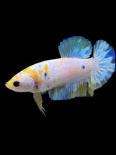 Load image into Gallery viewer, Female Halfmoon Plakat - Candy #2163 - Live Betta Fish
