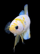 Load image into Gallery viewer, Female Halfmoon Plakat - Candy #2163 - Live Betta Fish
