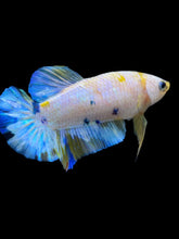 Load image into Gallery viewer, Female Halfmoon Plakat - Candy #2163 - Live Betta Fish
