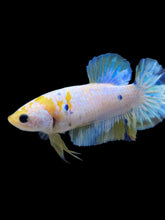 Load image into Gallery viewer, Female Halfmoon Plakat - Candy #2163 - Live Betta Fish

