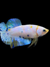 Load image into Gallery viewer, Female Halfmoon Plakat - Candy #2163 - Live Betta Fish
