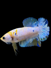Load image into Gallery viewer, Female Halfmoon Plakat - Candy #2163 - Live Betta Fish
