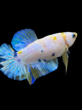 Load image into Gallery viewer, Female Halfmoon Plakat - Candy #2163 - Live Betta Fish
