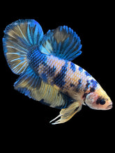 Load image into Gallery viewer, GIANT Male Halfmoon Plakat - Yellow Galaxy #2164 - Live Betta Fish
