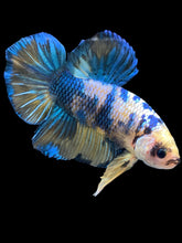 Load image into Gallery viewer, GIANT Male Halfmoon Plakat - Yellow Galaxy #2164 - Live Betta Fish
