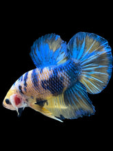 Load image into Gallery viewer, GIANT Male Halfmoon Plakat - Yellow Galaxy #2164 - Live Betta Fish
