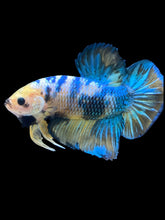 Load image into Gallery viewer, GIANT Male Halfmoon Plakat - Yellow Galaxy #2164 - Live Betta Fish
