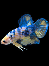 Load image into Gallery viewer, GIANT Male Halfmoon Plakat - Yellow Galaxy #2164 - Live Betta Fish
