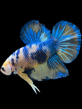 Load image into Gallery viewer, GIANT Male Halfmoon Plakat - Yellow Galaxy #2164 - Live Betta Fish
