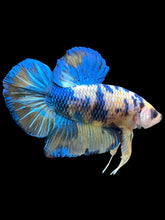 Load image into Gallery viewer, GIANT Male Halfmoon Plakat - Yellow Galaxy #2164 - Live Betta Fish
