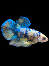 Load image into Gallery viewer, GIANT Male Halfmoon Plakat - Yellow Galaxy #2164 - Live Betta Fish
