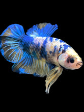 Load image into Gallery viewer, GIANT Male Halfmoon Plakat - Yellow Galaxy #2164 - Live Betta Fish
