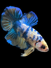 Load image into Gallery viewer, GIANT Male Halfmoon Plakat - Yellow Galaxy #2164 - Live Betta Fish

