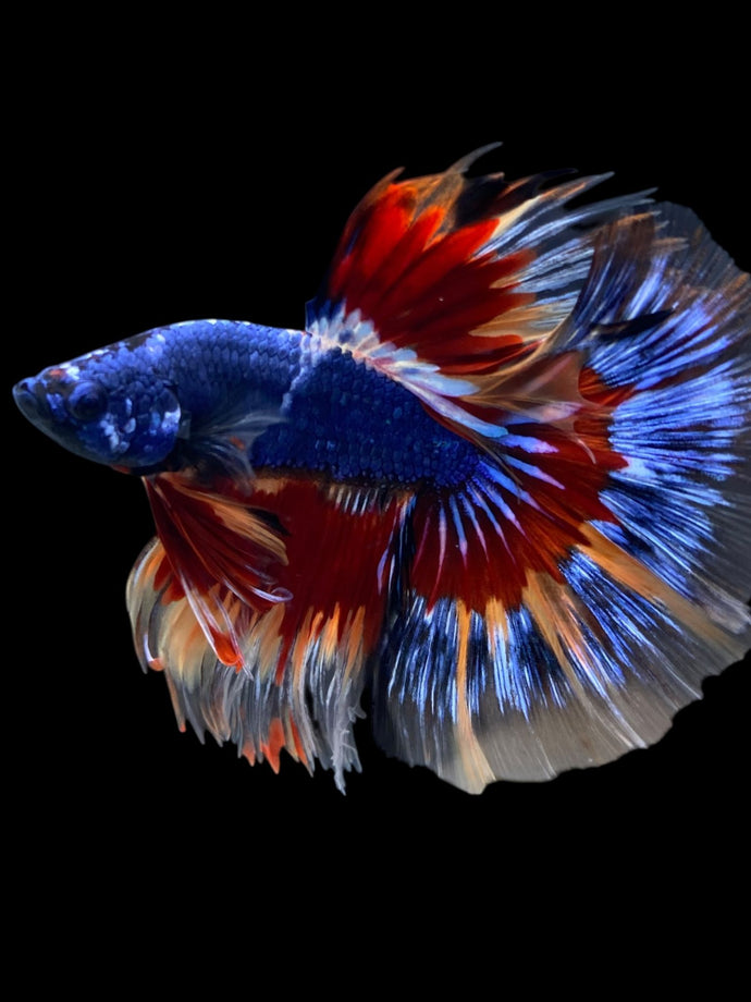 Male Halfmoon - Fancy Dragon #2165 - Live Betta Fish
