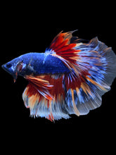 Load image into Gallery viewer, Male Halfmoon - Fancy Dragon #2165 - Live Betta Fish
