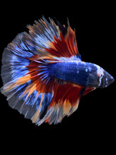 Load image into Gallery viewer, Male Halfmoon - Fancy Dragon #2165 - Live Betta Fish
