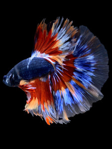 Male Halfmoon - Fancy Dragon #2165 - Live Betta Fish