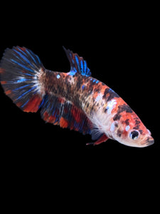 GIANT Female Halfmoon Plakat - Galaxy #2166 Live Betta Fish