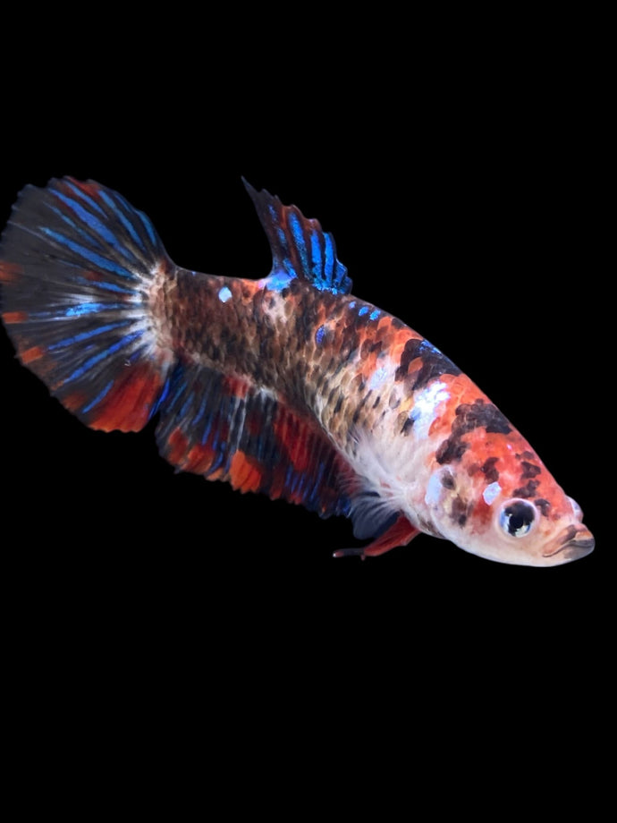 GIANT Female Halfmoon Plakat - Galaxy #2166 Live Betta Fish