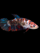 Load image into Gallery viewer, GIANT Female Halfmoon Plakat - Galaxy #2166 Live Betta Fish
