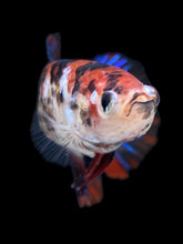 Load image into Gallery viewer, GIANT Female Halfmoon Plakat - Galaxy #2166 Live Betta Fish
