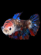 Load image into Gallery viewer, GIANT Female Halfmoon Plakat - Galaxy #2166 Live Betta Fish
