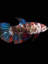 Load image into Gallery viewer, GIANT Female Halfmoon Plakat - Galaxy #2166 Live Betta Fish
