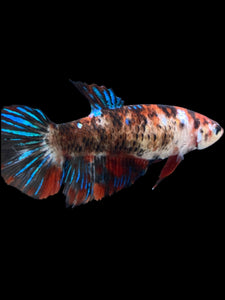 GIANT Female Halfmoon Plakat - Galaxy #2166 Live Betta Fish